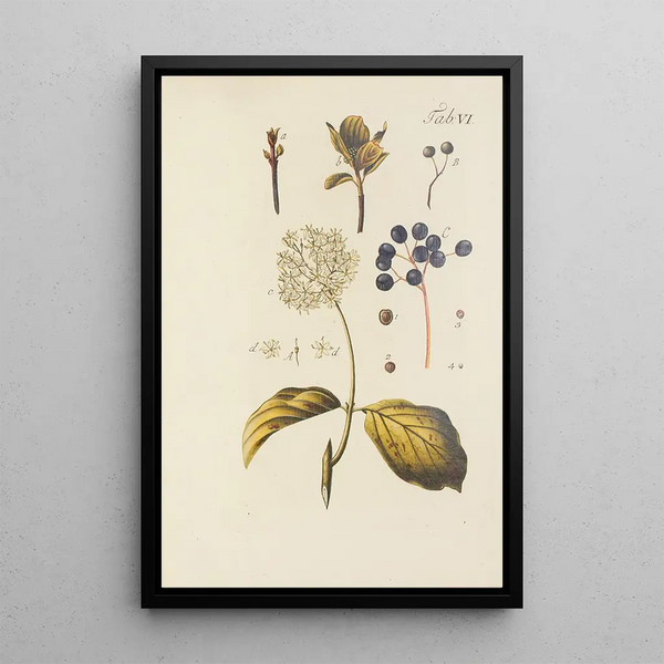 Illustratie van wilde bomen, vaste planten en struiken Pl117 - Carl Christoph Oelhafen von Schöllenbach — ingelijst kunstwerk aan de muur