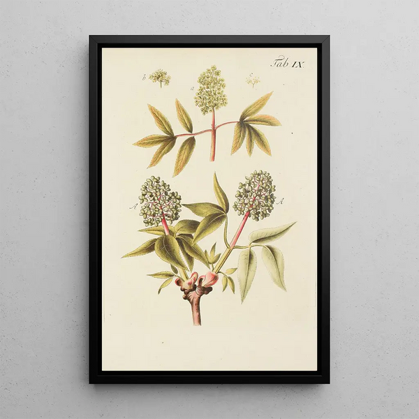 Illustratie van wilde bomen, vaste planten en struiken Pl120 - Carl Christoph Oelhafen von Schöllenbach — ingelijst kunstwerk aan de muur