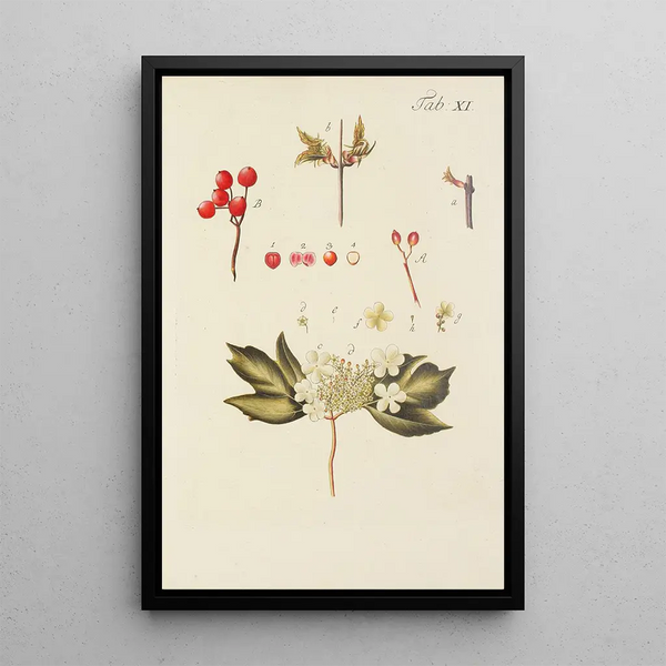 Illustratie van wilde bomen, vaste planten en struiken Pl122 - Carl Christoph Oelhafen von Schöllenbach — ingelijst kunstwerk aan de muur
