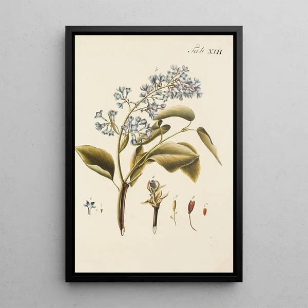 Illustratie van wilde bomen, vaste planten en struiken Pl124 - Carl Christoph Oelhafen von Schöllenbach