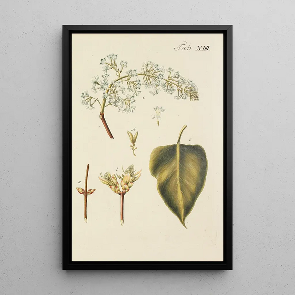 Illustratie van wilde bomen, vaste planten en struiken Pl125 - Carl Christoph Oelhafen von Schöllenbach — ingelijst kunstwerk aan de muur