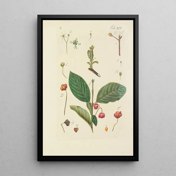 Illustratie van wilde bomen, vaste planten en struiken Pl126 - Carl Christoph Oelhafen von Schöllenbach — ingelijst kunstwerk aan de muur