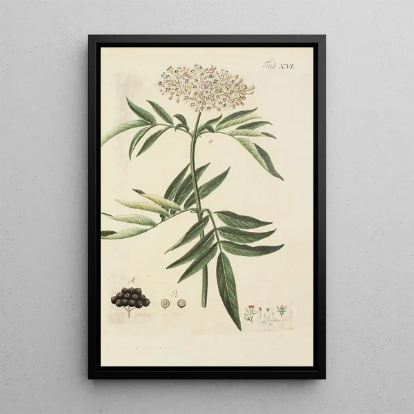 Illustratie van wilde bomen, vaste planten en struiken Pl127 - Carl Christoph Oelhafen von Schöllenbach