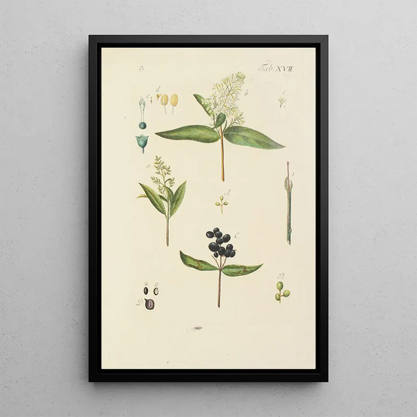 Illustratie van wilde bomen, vaste planten en struiken Pl128 - Carl Christoph Oelhafen von Schöllenbach — ingelijst kunstwerk aan de muur