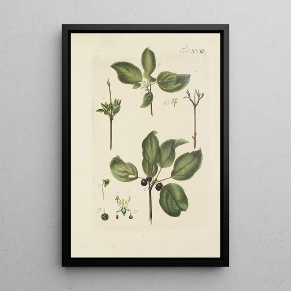 Illustratie van wilde bomen, vaste planten en struiken Pl129 - Carl Christoph Oelhafen von Schöllenbach — ingelijst kunstwerk aan de muur