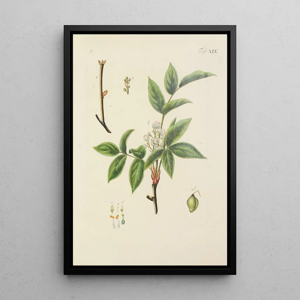 Illustratie van wilde bomen, vaste planten en struiken Pl130 - Carl Christoph Oelhafen von Schöllenbach — ingelijst kunstwerk aan de muur