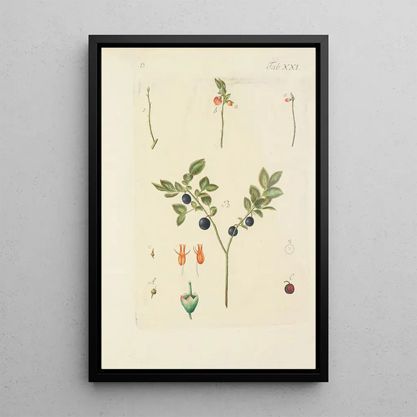 Illustratie van wilde bomen, vaste planten en struiken Pl132 - Carl Christoph Oelhafen von Schöllenbach — ingelijst kunstwerk aan de muur