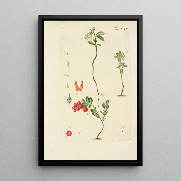 Illustratie van wilde bomen, vaste planten en struiken Pl133 - Carl Christoph Oelhafen von Schöllenbach — ingelijst kunstwerk aan de muur