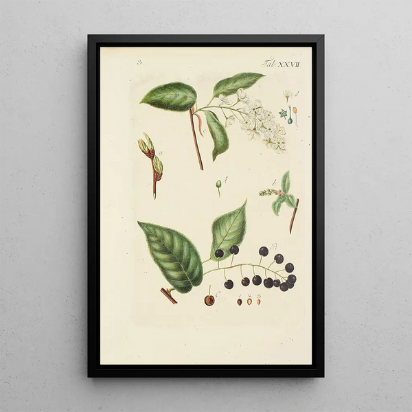 Illustratie van wilde bomen, vaste planten en struiken Pl138 - Carl Christoph Oelhafen von Schöllenbach — ingelijst kunstwerk aan de muur