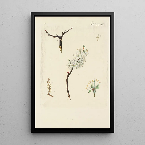 Illustratie van wilde bomen, vaste planten en struiken Pl139 - Carl Christoph Oelhafen von Schöllenbach — ingelijst kunstwerk aan de muur