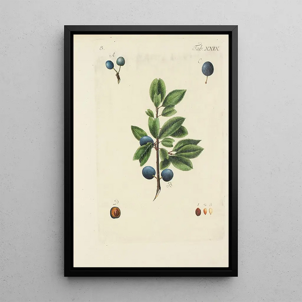 Illustratie van wilde bomen, vaste planten en struiken Pl140 - Carl Christoph Oelhafen von Schöllenbach — ingelijst kunstwerk aan de muur