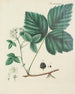 van een schilderij met illustraties van bomen, struiken en wilde struikgewas Pl146 - Carl Christoph Oelhafen von Schöllenbach — weergave van het kunstwerk