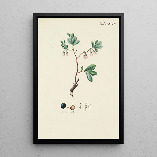 Illustratie van wilde bomen, struiken en doornstruiken Pl147 - Carl Christoph Oelhafen von Schöllenbach