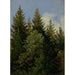 dennenbomen - Carl Gustav Carus — weergave van het kunstwerk