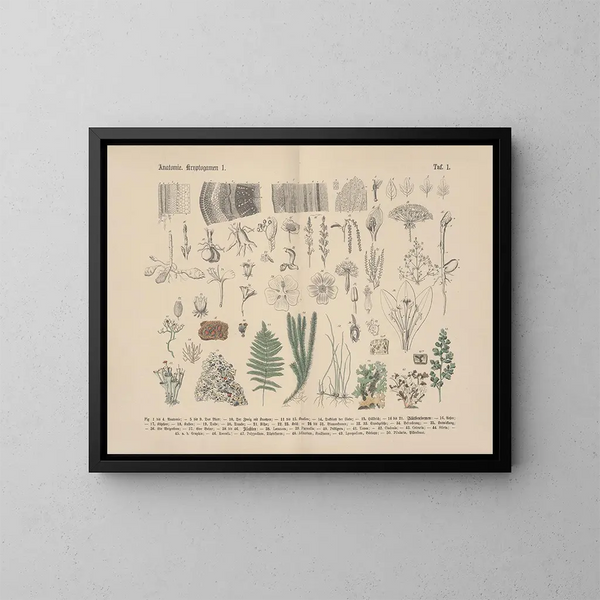 Manuel de botanique pratique en mots et en images Pl01 - Carl Hoffmann — ingelijst kunstwerk aan de muur