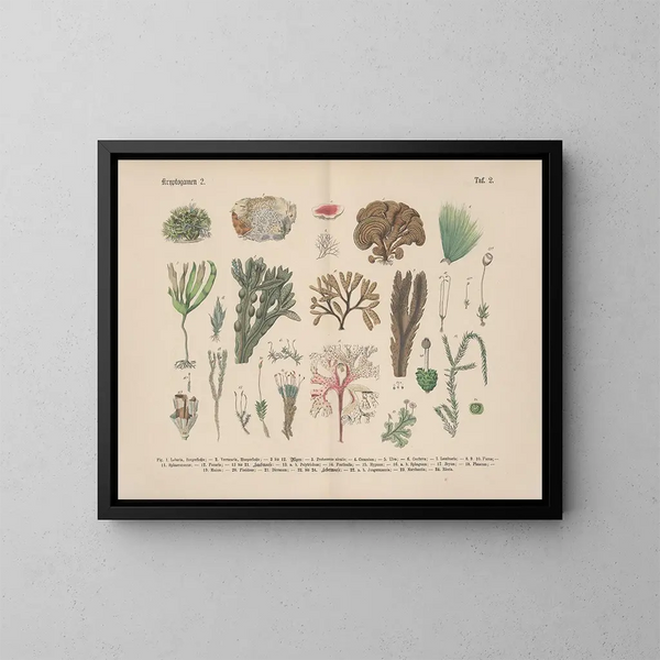 Manuel de botanique pratique en mots et en images Pl02 - Carl Hoffmann — ingelijst kunstwerk aan de muur