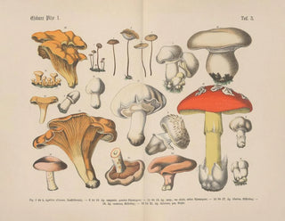 Carl Hoffmann - Lehrbuch der praktischen Pflanzenkunde in Wort und Bild Pl03.webp