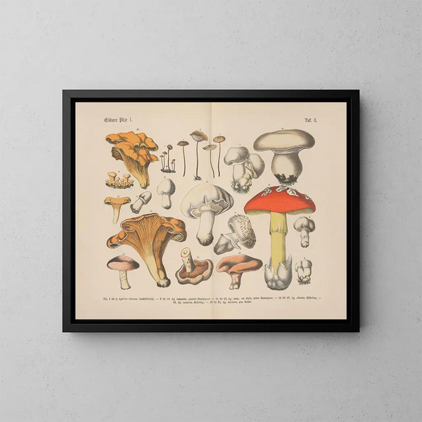 Manuel de botanique pratique en mots et en images Pl03 - Carl Hoffmann — ingelijst kunstwerk aan de muur