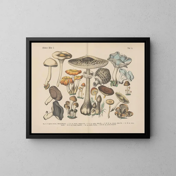 Manuel pratique de botanique en mots et en images Pl04 - Carl Hoffmann — ingelijst kunstwerk aan de muur