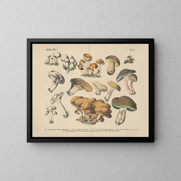 Manuel pratique de botanique en mots et en images Pl05 - Carl Hoffmann — ingelijst kunstwerk aan de muur