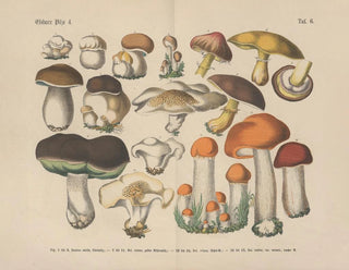 Carl Hoffmann - Lehrbuch der praktischen Pflanzenkunde in Wort und Bild Pl06.webp