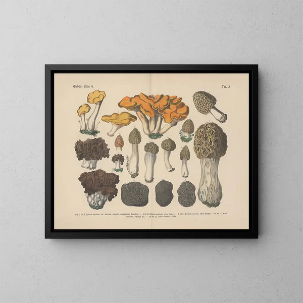 Manuel pratique de botanique en mots et en images Pl08 - Carl Hoffmann — ingelijst kunstwerk aan de muur