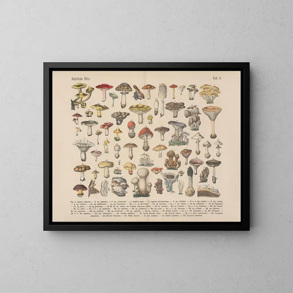 Manuel pratique de botanique en mots et en images Pl09 - Carl Hoffmann — ingelijst kunstwerk aan de muur