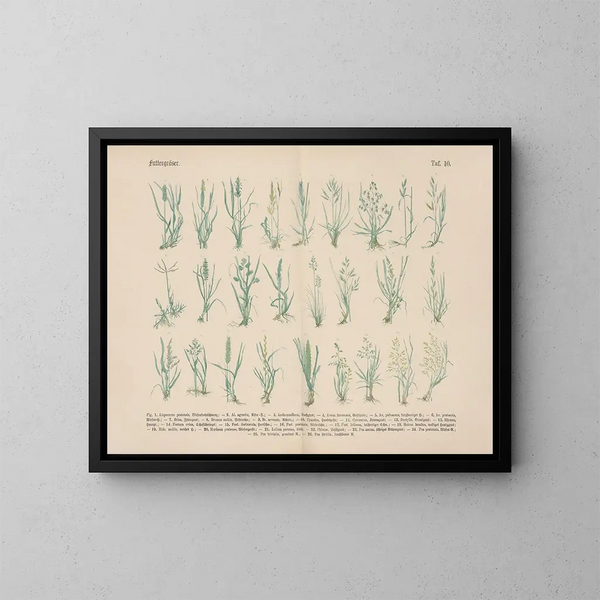 Manuel pratique de botanique en mots et en images Pl10 - Carl Hoffmann — ingelijst kunstwerk aan de muur