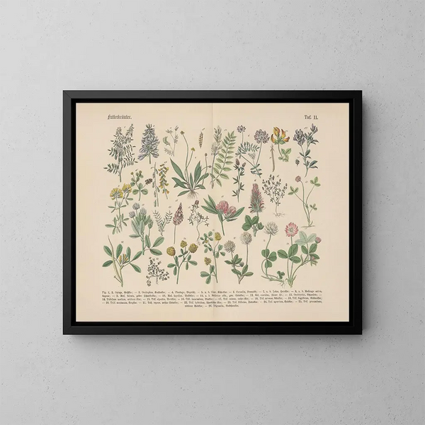 Manuel de botanique pratique en mots et en images Pl11 - Carl Hoffmann — ingelijst kunstwerk aan de muur