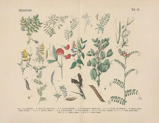 Carl Hoffmann - Lehrbuch der praktischen Pflanzenkunde in Wort und Bild Pl12.webp