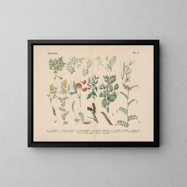 Manuel de botanique pratique en mots et en images Pl12 - Carl Hoffmann — ingelijst kunstwerk aan de muur