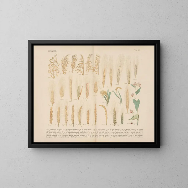 Manuel de botanique pratique en mots et en images Pl13 - Carl Hoffmann — ingelijst kunstwerk aan de muur