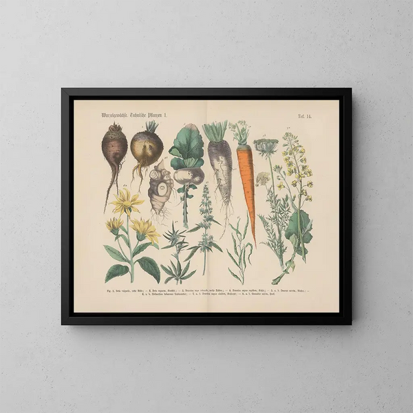 Manuel de botanique pratique en mots et en images Pl14 - Carl Hoffmann — ingelijst kunstwerk aan de muur