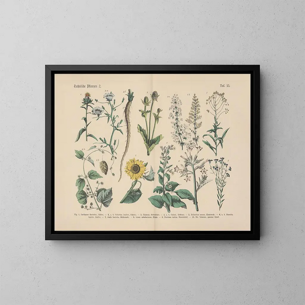 Manuel de botanique pratique en mots et en images Pl15 - Carl Hoffmann — ingelijst kunstwerk aan de muur