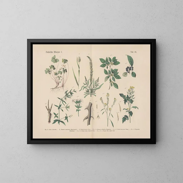 Manuel de botanique pratique en mots et en images Pl16 - Carl Hoffmann — ingelijst kunstwerk aan de muur