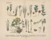 Manuel de botanique pratique en mots et en images Pl17 - Carl Hoffmann — weergave van het kunstwerk