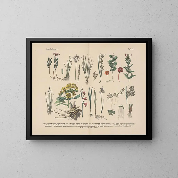 Manuel de botanique pratique en mots et en images Pl17 - Carl Hoffmann — ingelijst kunstwerk aan de muur
