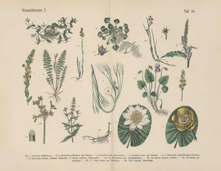 Carl Hoffmann - Lehrbuch der praktischen Pflanzenkunde in Wort und Bild Pl18.webp