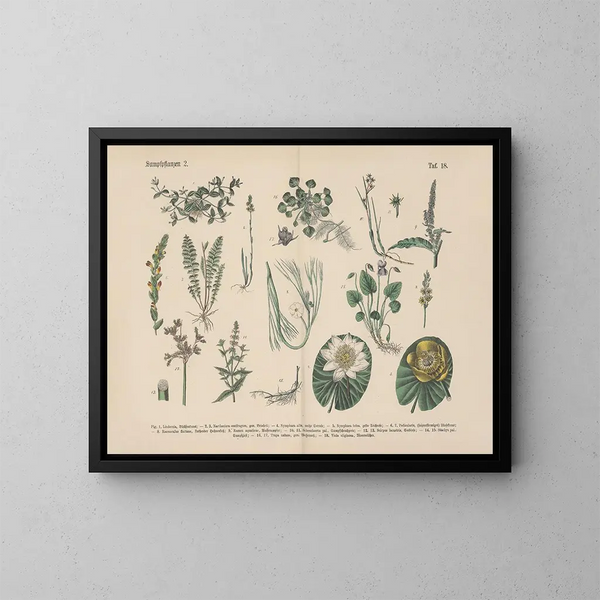Manuel de botanique pratique en mots et en images Pl18 - Carl Hoffmann — ingelijst kunstwerk aan de muur