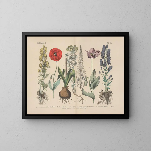 Manuel pratique de botanique en mots et en images Pl19 - Carl Hoffmann — ingelijst kunstwerk aan de muur