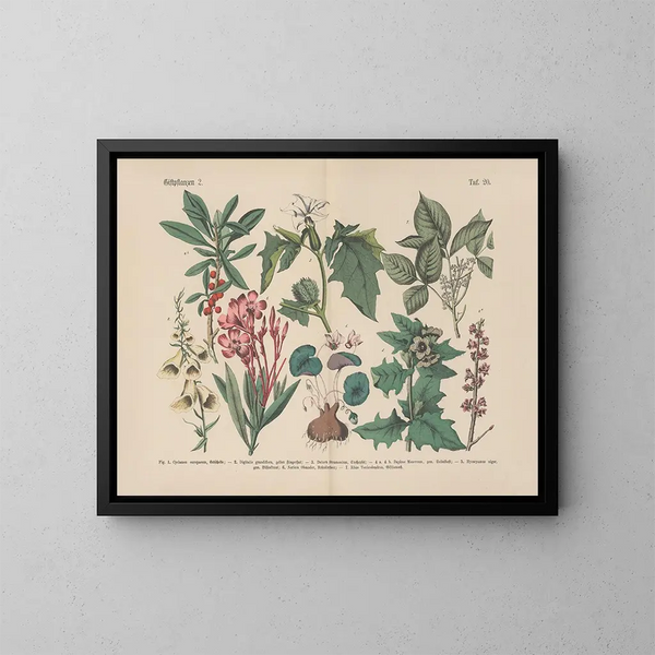 Manuel de botanique pratique en mots et en images Pl20 - Carl Hoffmann — ingelijst kunstwerk aan de muur
