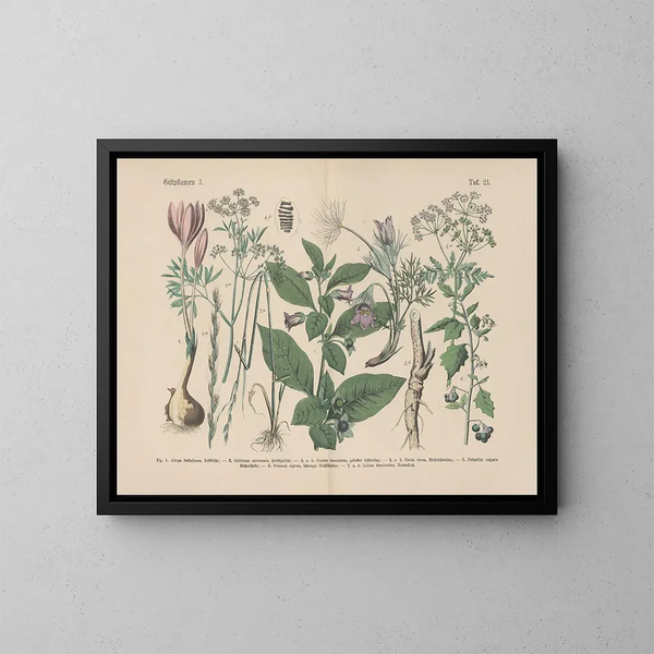 Manuel de botanique pratique en mots et en images Pl21 - Carl Hoffmann — ingelijst kunstwerk aan de muur