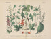 Manuel de botanique pratique en mots et en images Pl22 - Carl Hoffmann — weergave van het kunstwerk