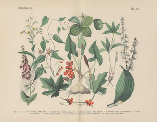 Carl Hoffmann - Lehrbuch der praktischen Pflanzenkunde in Wort und Bild Pl22.webp