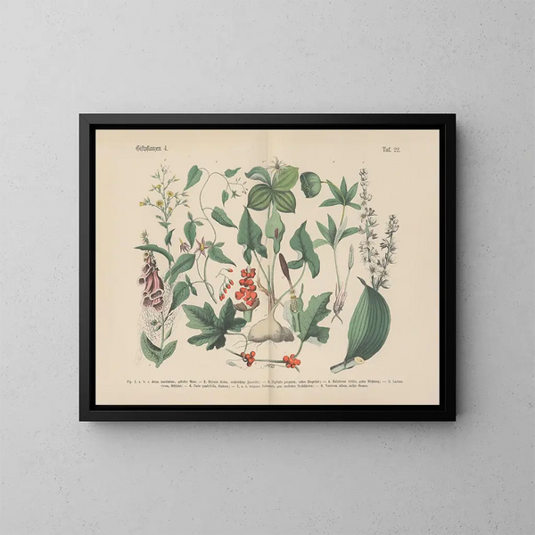 Manuel de botanique pratique en mots et en images Pl22 - Carl Hoffmann — ingelijst kunstwerk aan de muur