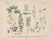 Manuel de botanique pratique en mots et en images Pl23 - Carl Hoffmann — weergave van het kunstwerk