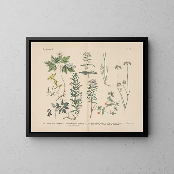 Manuel de botanique pratique en mots et en images Pl23 - Carl Hoffmann — ingelijst kunstwerk aan de muur