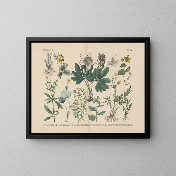 Manuel de botanique pratique en mots et en images Pl24 - Carl Hoffmann — ingelijst kunstwerk aan de muur