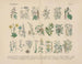 Manuel de botanique pratique en mots et en images Pl25 - Carl Hoffmann — weergave van het kunstwerk