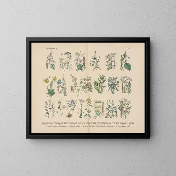 Manuel de botanique pratique en mots et en images Pl25 - Carl Hoffmann — ingelijst kunstwerk aan de muur